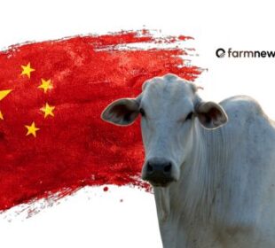 Preço futuro do boi gordo atinge máxima para maio na B3