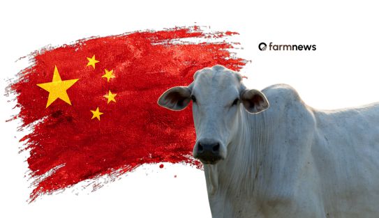 Preço futuro do boi gordo atinge máxima para maio na B3