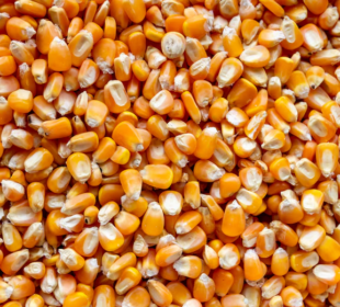 Preço do milho Brasil despenca com dólar abaixo de R$ 5