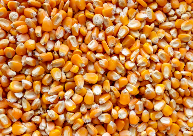 Preço do milho Brasil despenca com dólar abaixo de R$ 5