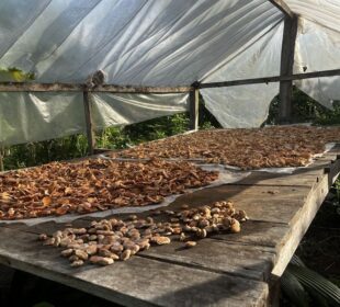 Startup transforma farinha de babaçu em proteína vegetal