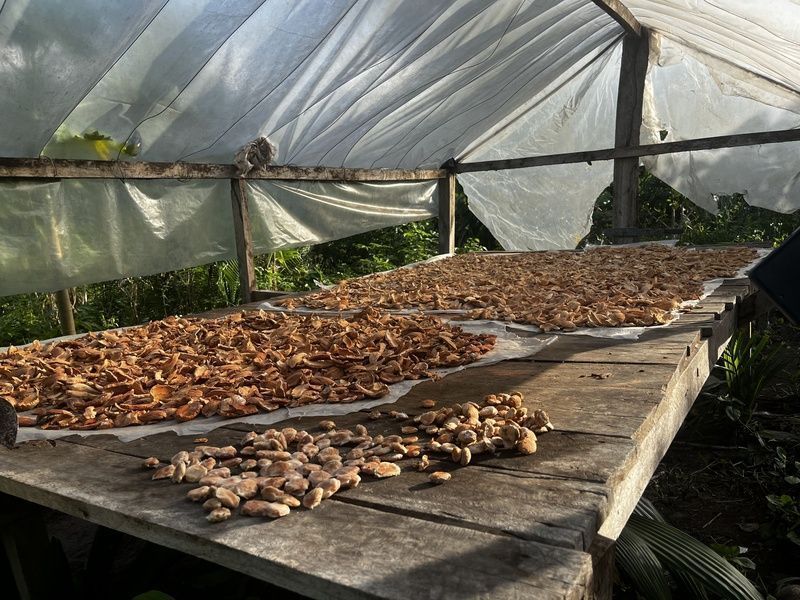 Startup transforma farinha de babaçu em proteína vegetal