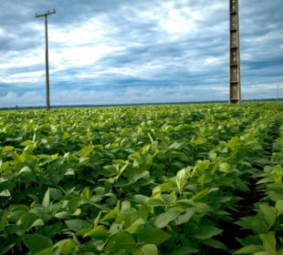 VBP agropecuária 2026 cai após 7 anos de alta