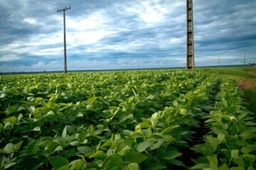 VBP agropecuária 2026 cai após 7 anos de alta