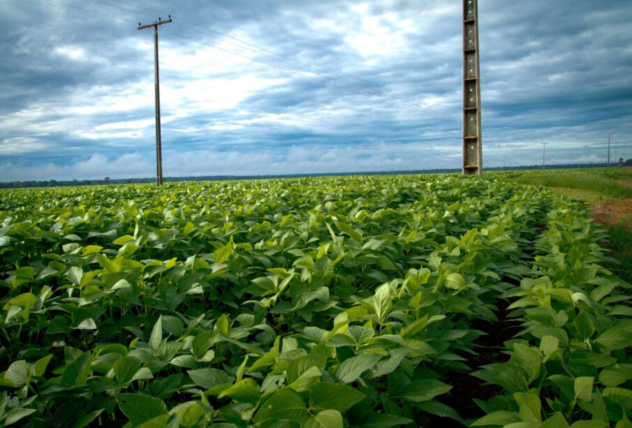 VBP agropecuária 2026 cai após 7 anos de alta
