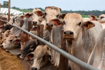 Berne nos EUA: alerta na pecuária e alta nos preços do gado