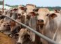Berne nos EUA: alerta na pecuária e alta nos preços do gado