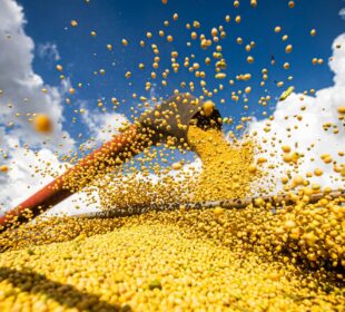Produção de grãos Conab 2025/26 pode chegar a 358,6 milhões de toneladas