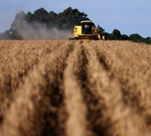 XP aponta 5 ações agro da Bolsa afetadas pelo El Niño
