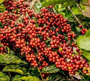 Café em alta hoje: arábica sobe 250 pontos em NY