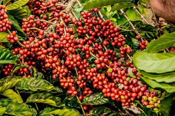 Café em alta hoje: arábica sobe 250 pontos em NY
