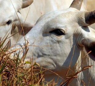 Parasita mortal em gado nos EUA ameaça produção de carne