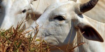 Parasita mortal em gado nos EUA ameaça produção de carne