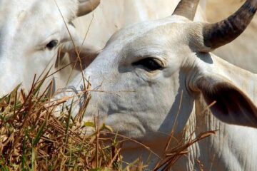 Parasita mortal em gado nos EUA ameaça produção de carne