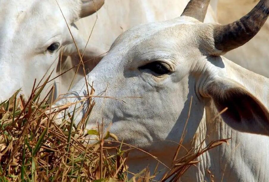 Parasita mortal em gado nos EUA ameaça produção de carne
