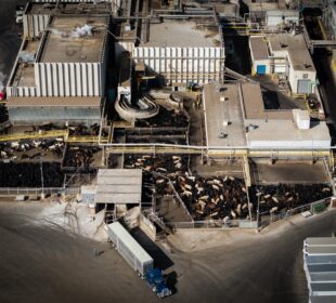 Parasita gado EUA: detecção ameaça produção de carne