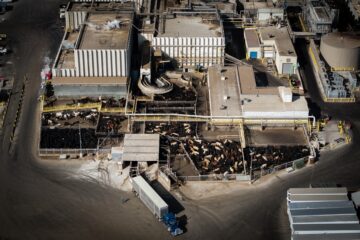 Parasita gado EUA: detecção ameaça produção de carne
