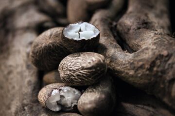 Natura Ingredientes startup vende insumos da Amazônia