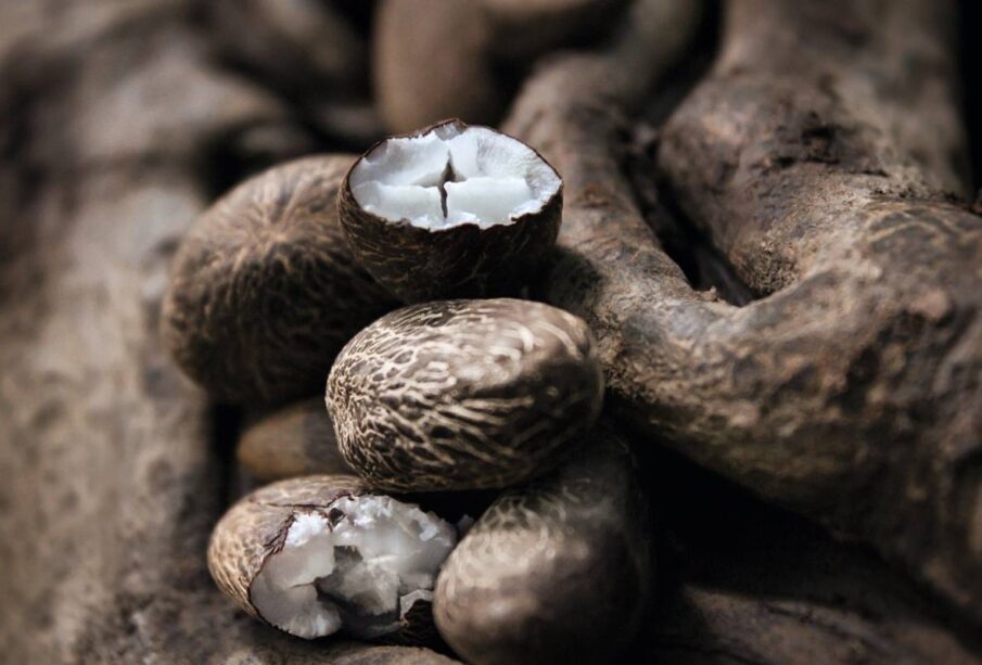 Natura Ingredientes startup vende insumos da Amazônia