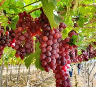 Agro brasileiro busca novos destinos para driblar tarifaço dos EUA