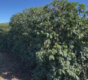 Temporais castigam cafezais em Garça e produtores aceleram colheita