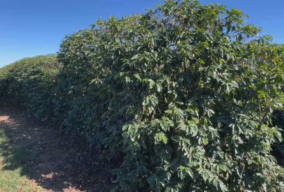 Temporais castigam cafezais em Garça e produtores aceleram colheita
