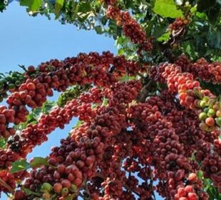 Café em alta bolsas quinta-feira colheita El Niño