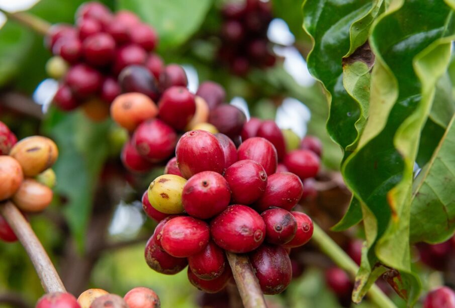 Café dispara nas bolsas com nova onda de preocupação climática