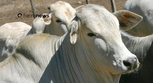 Preço do boi gordo sobe no físico e futuro em julho