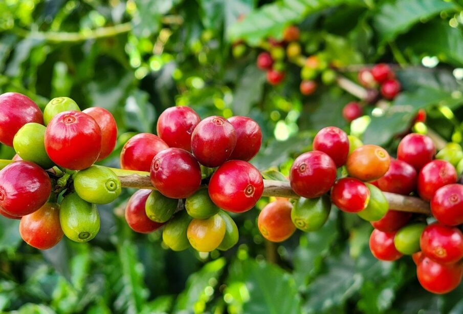 Café arábica dispara em NY e fecha semana nas máximas