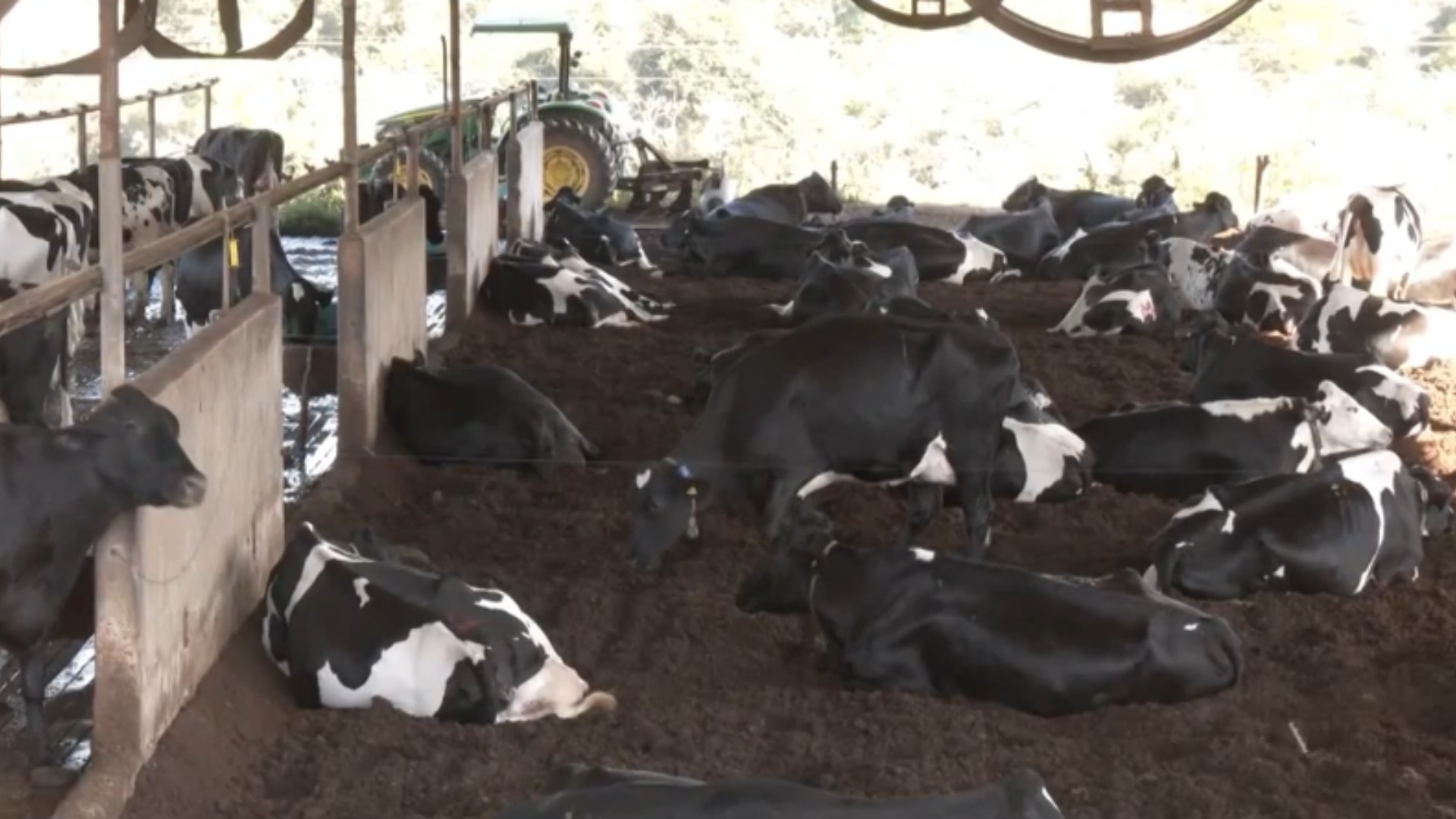 Vacas em compost barn dobram produção de leite em MG