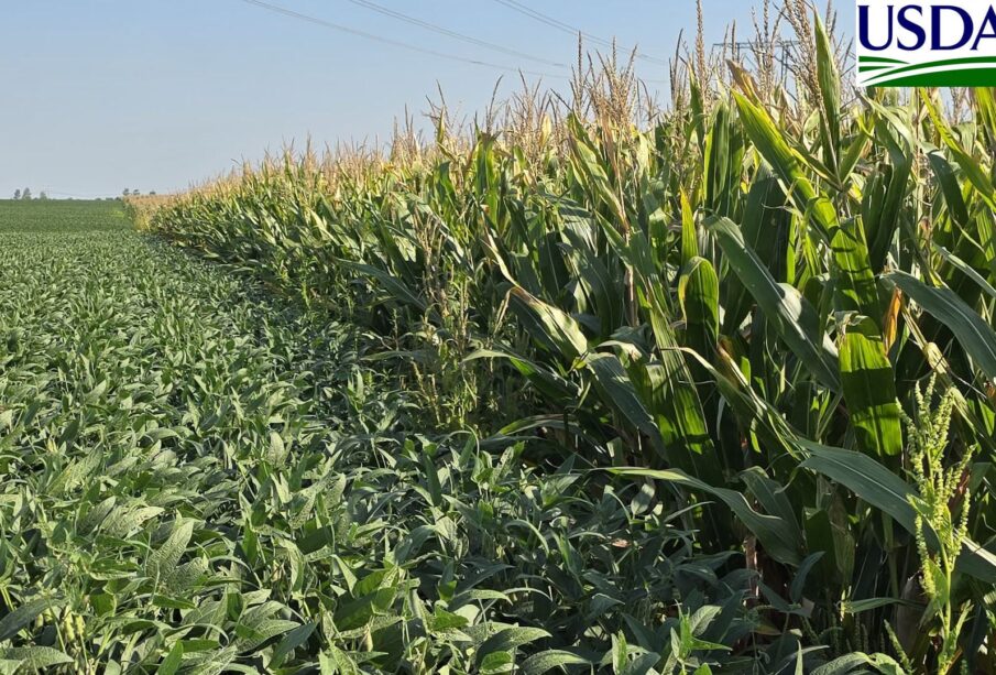 USDA: condições de soja e milho pioram nos EUA