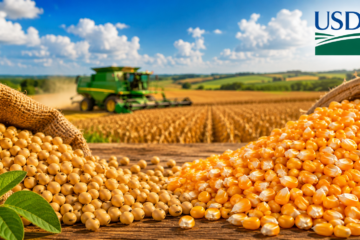 USDA soja: produtividade reduzida e milho em destaque
