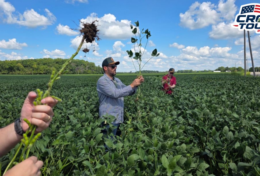 Crop Tour soja: clima divide perspectivas em Ohio