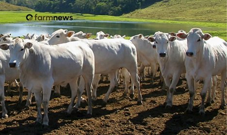 Preço futuro boi gordo renova máxima em negócios