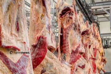 Exportação carne bovina tem leve alta na 3ª semana