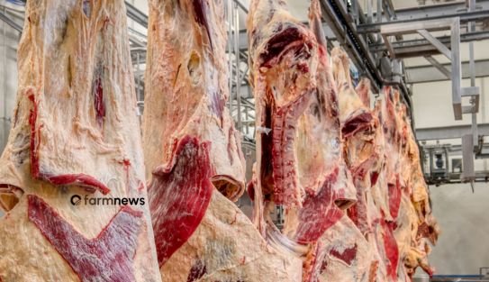 Exportação carne bovina tem leve alta na 3ª semana