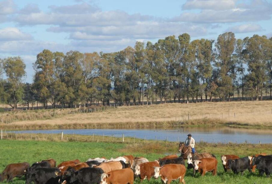 Pecuária sofre mais com falta de mão de obra no campo