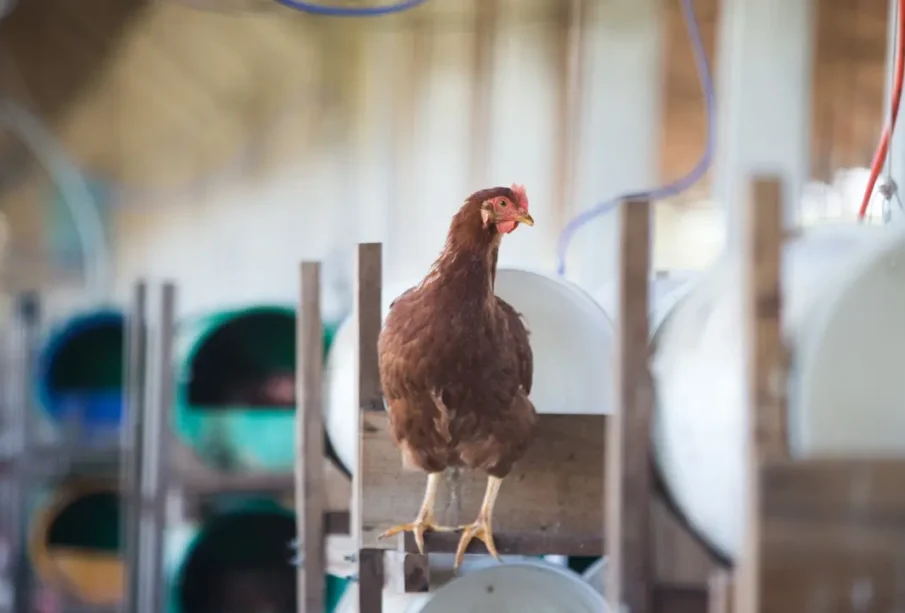 Produção de ovos Ceará cai 30% e galinhas somem 60%