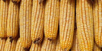 Milho futuro Chicago despenca após USDA e testa mínimas