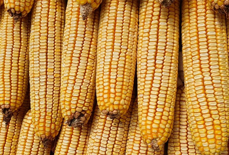 Milho futuro Chicago despenca após USDA e testa mínimas