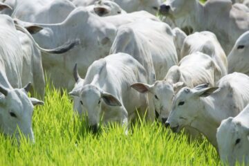 Rebanho bovino brasileiro cai 1,7% e é o menor desde 2022