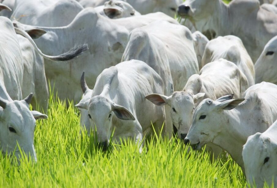 Rebanho bovino brasileiro cai 1,7% e é o menor desde 2022