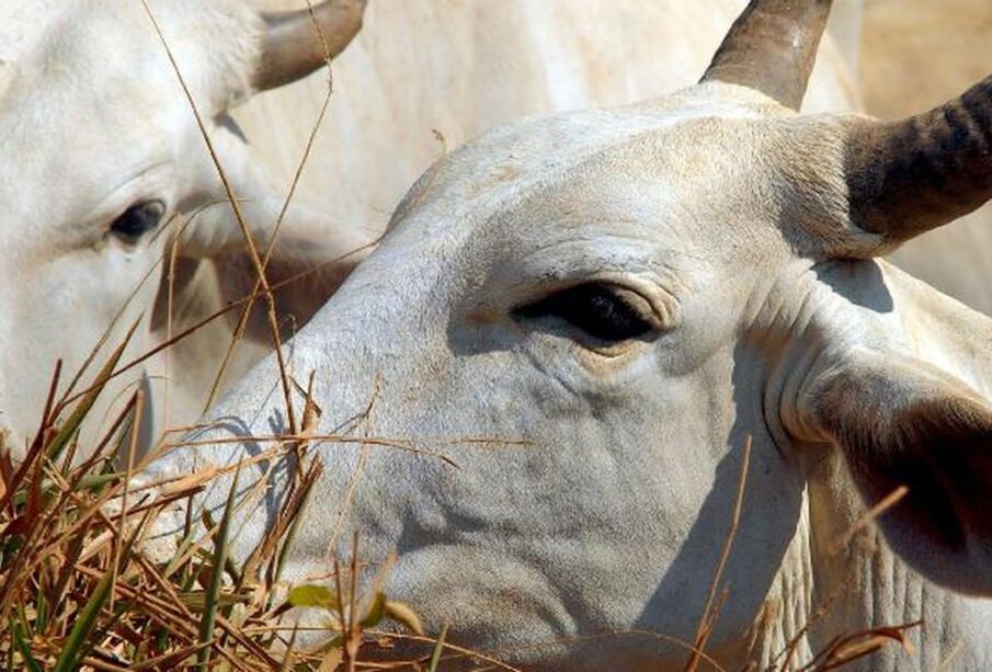 Tarifa carne brasileira China sobe para 67%