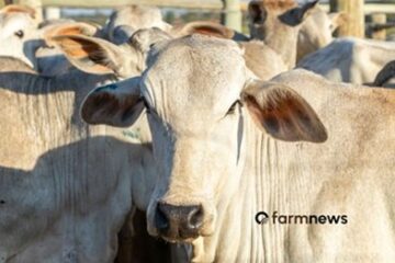 Preço futuro do boi gordo: novembro é destaque de outubro