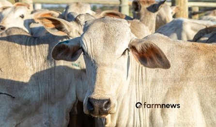 Preço futuro do boi gordo: novembro é destaque de outubro