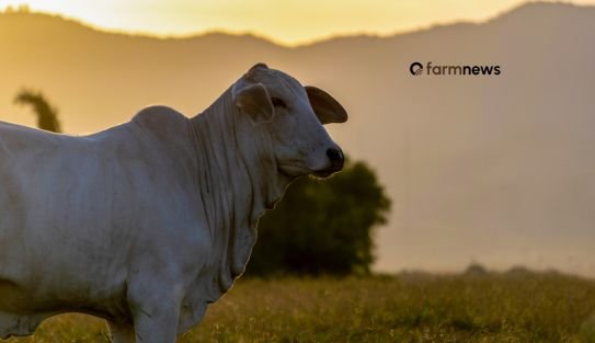 Preço boi gordo renova máxima e outubro caminha para recorde